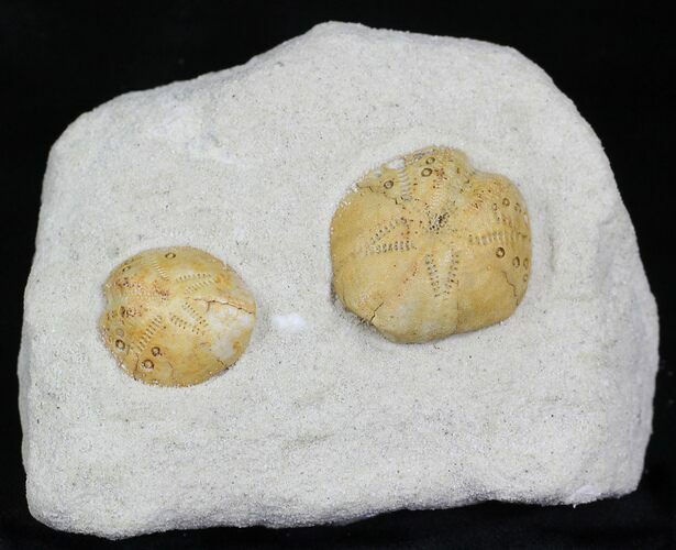 Two Lovenia Sea Urchin Fossil - Beaumaris, Australia #22184